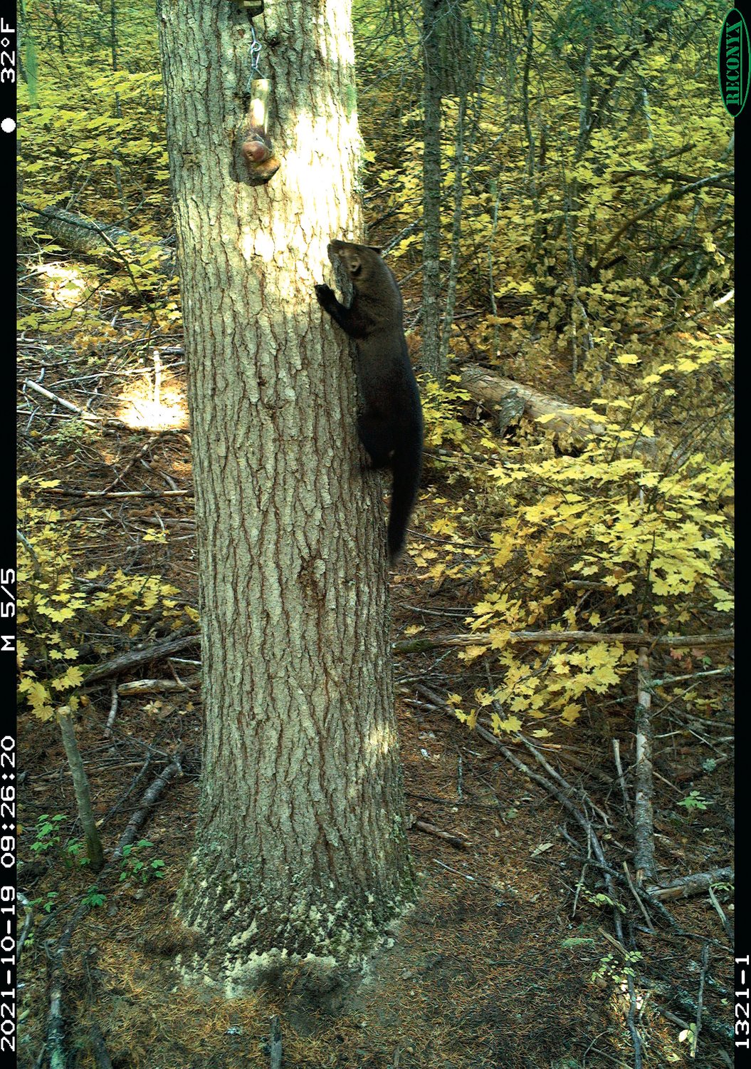 A fisher is pictured in an image from remote camera stations in the Gifford Pinchot National Forest.